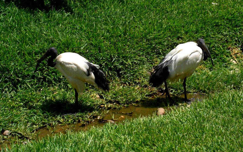 Two ibises in a grassy area