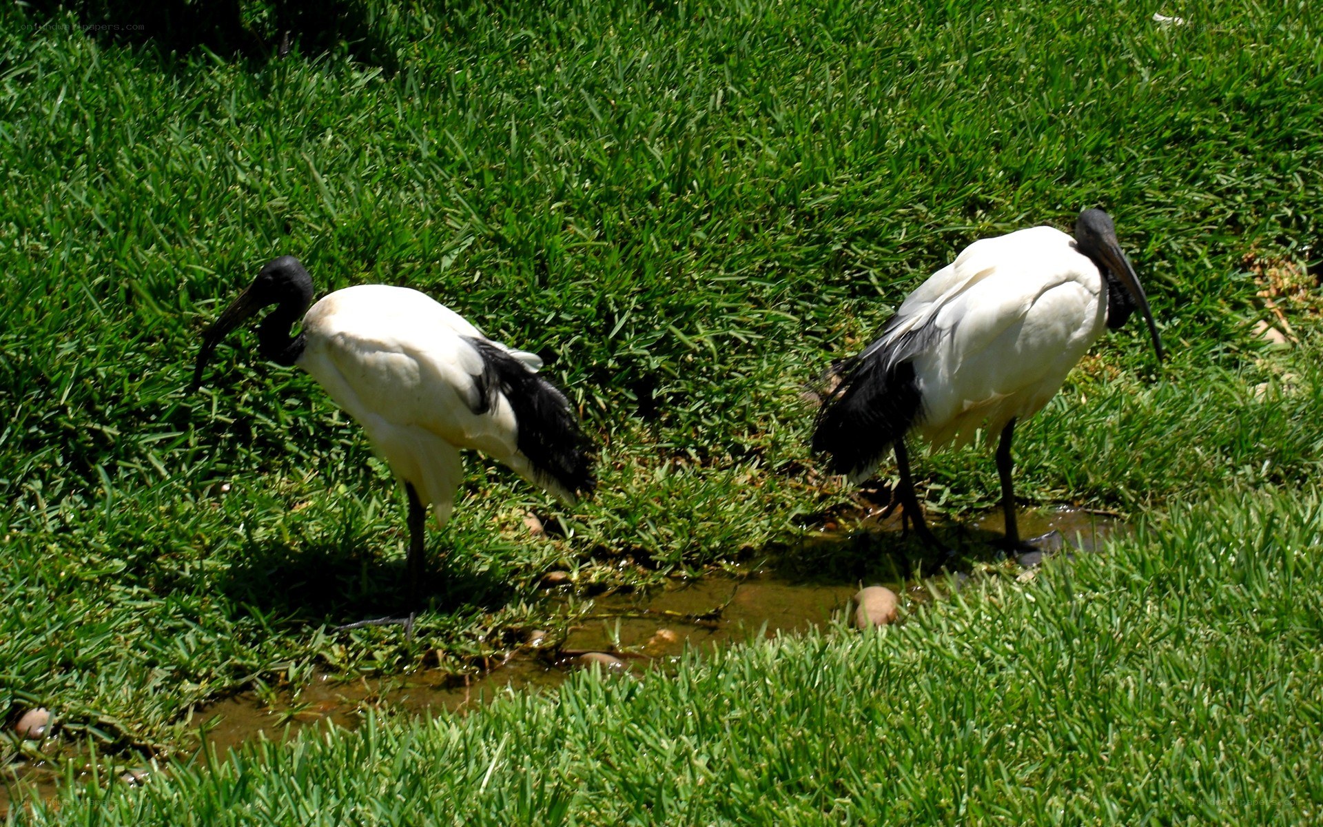 Two ibises in a grassy area