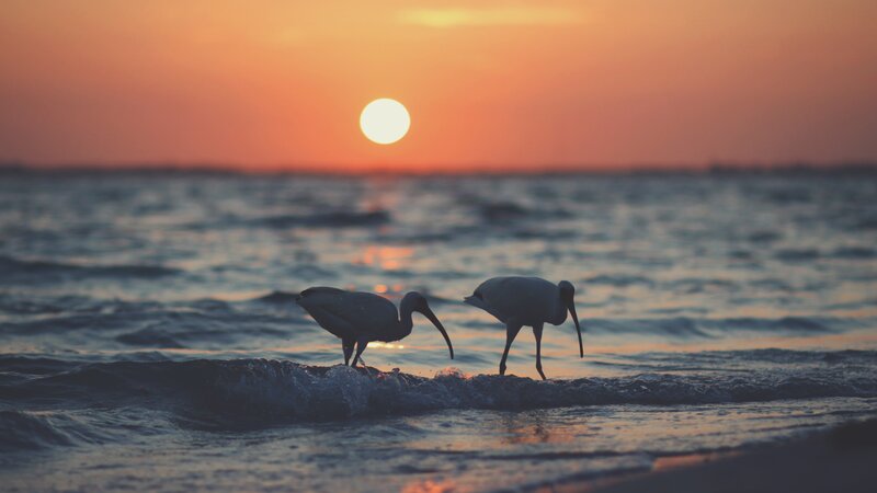 Two Ibises on Beach
