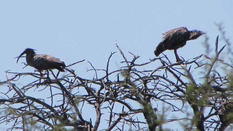 Two Ibises on Branches