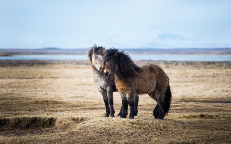 Two Icelandic Horses — Brown
