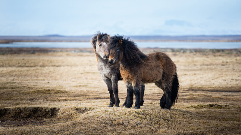 Two Icelandic Horses