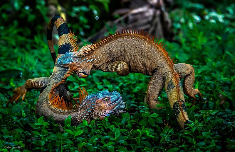 Two Iguanas Fighting