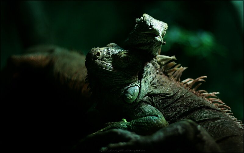 Two iguanas in dim light