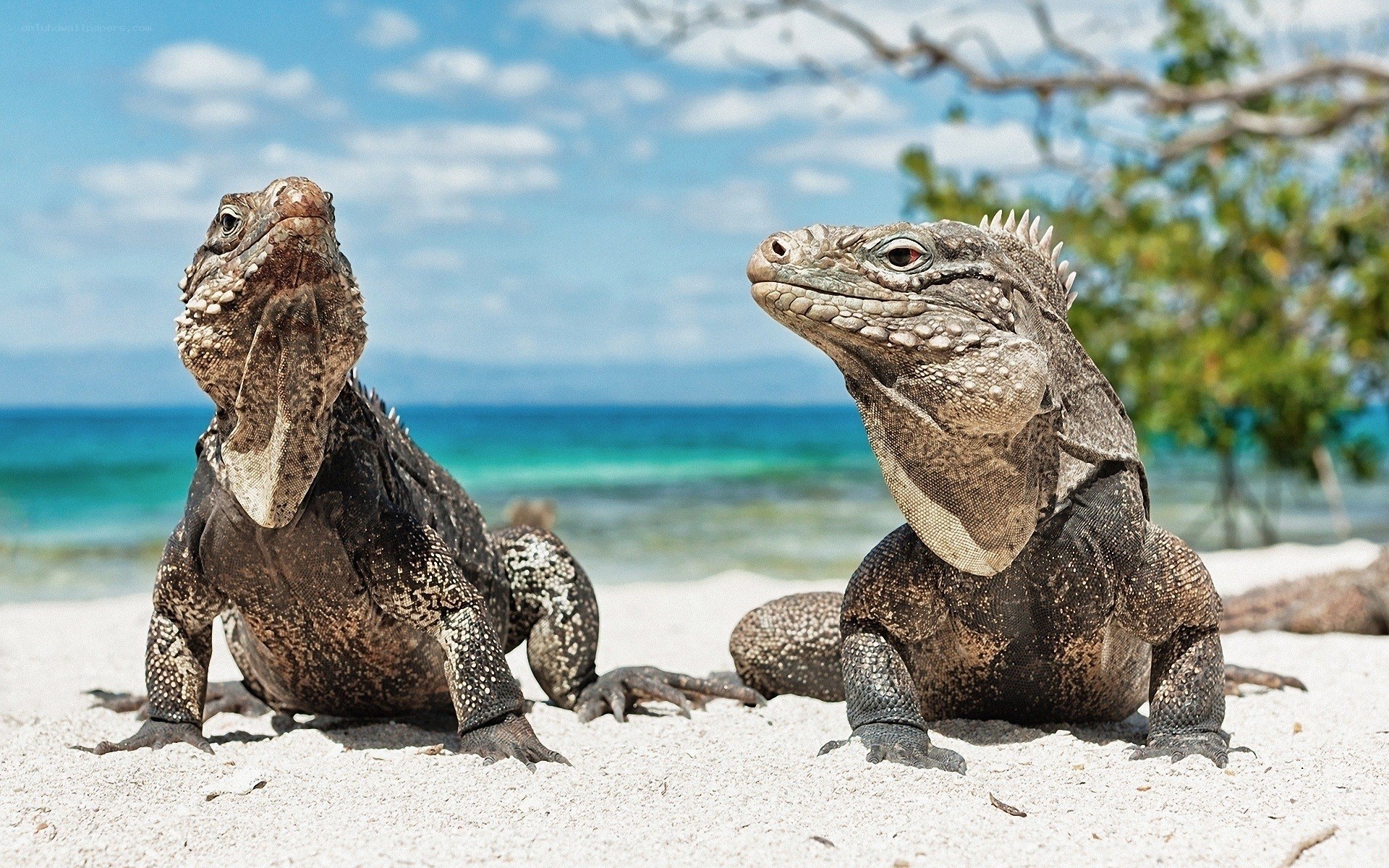 Two iguanas on a tropical beach