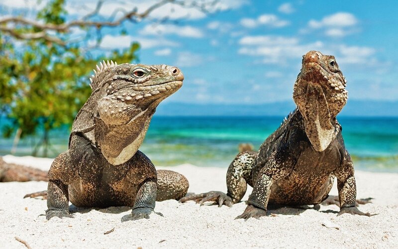 Two Iguanas on Beach — Blue, Serene, Afternoon
