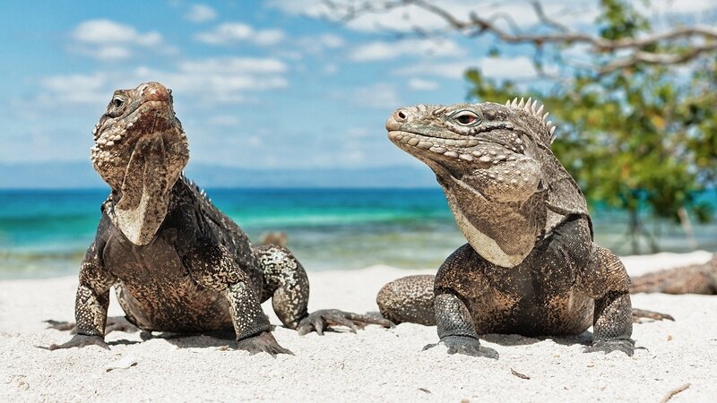 Two Iguanas on Beach — Blue, Serene