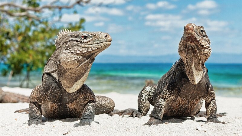 Two Iguanas on Beach — Blue