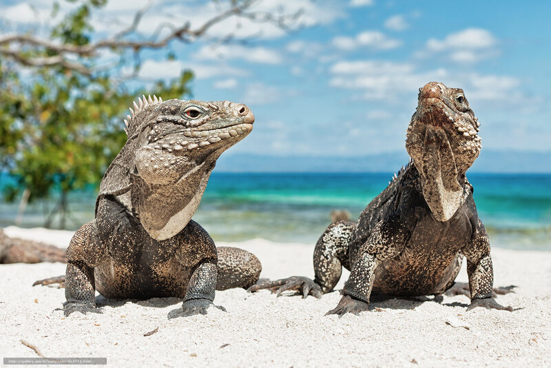 Two Iguanas on Beach — White, Serene, Afternoon