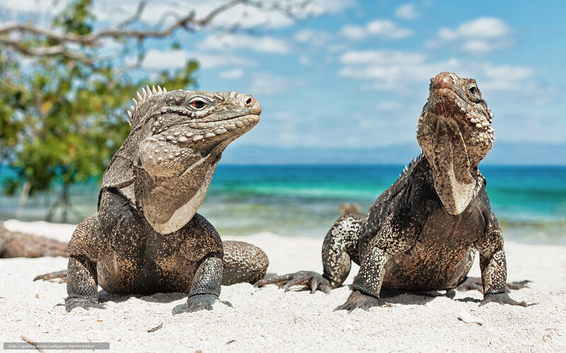 Two Iguanas on Beach — White, Serene