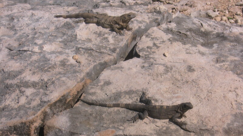 Two Iguanas on Rock