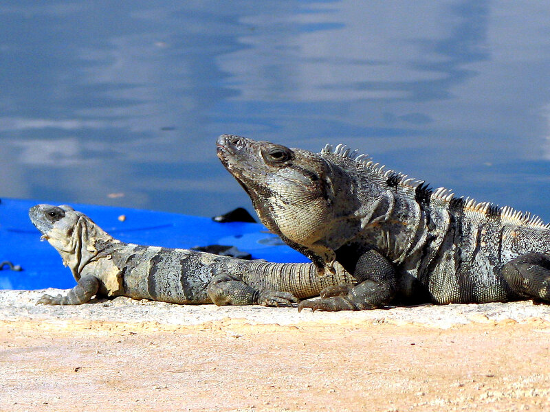 Two Iguanas on Shore