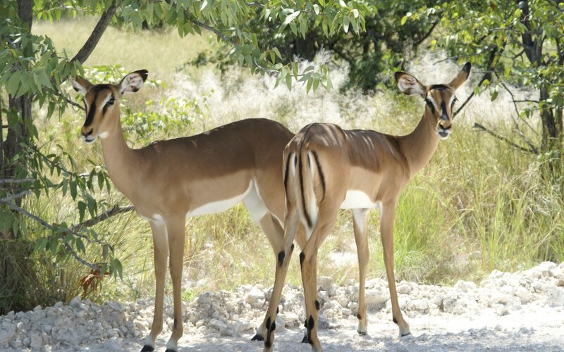 Two impalas in the wild