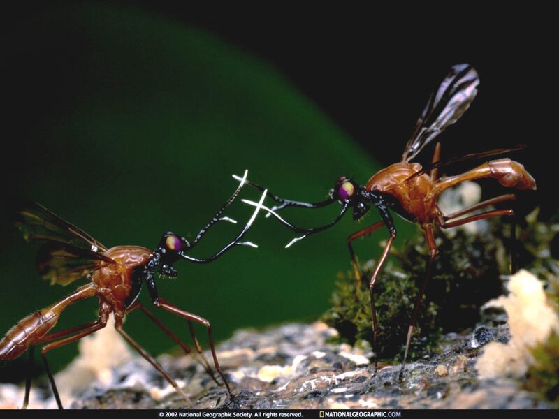 Two insects interacting on a leaf