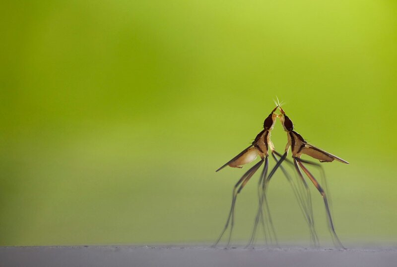 Two insects mating