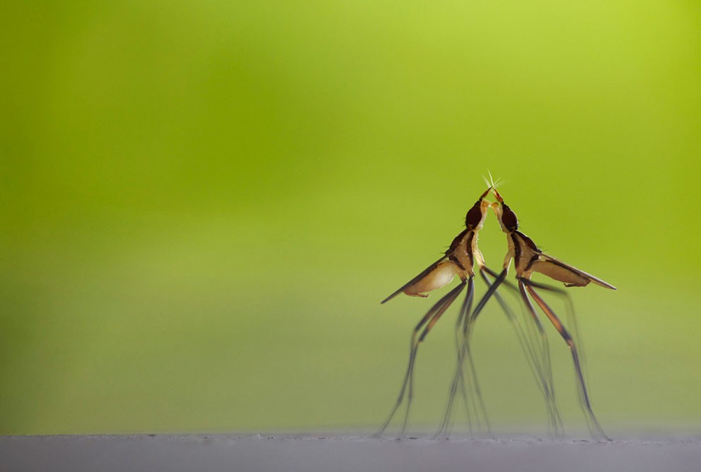 Two insects mating