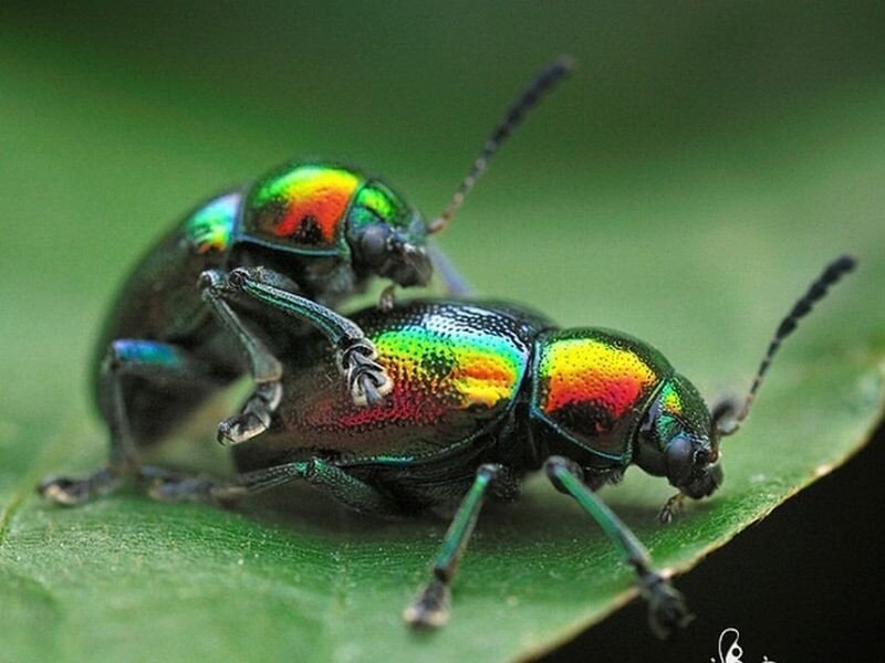 Two Iridescent Beetles