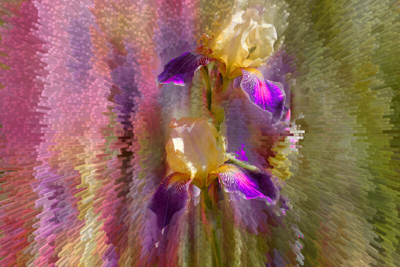 Two Irises in Bloom