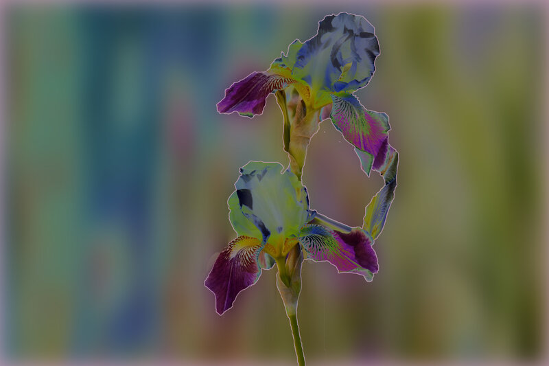 Two Irises on a Stem