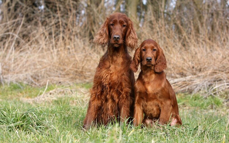 Two Irish Setters