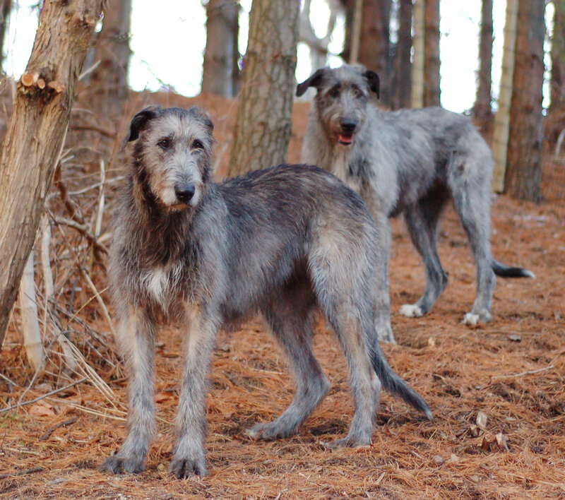 Two Irish Wolfhounds in the woods