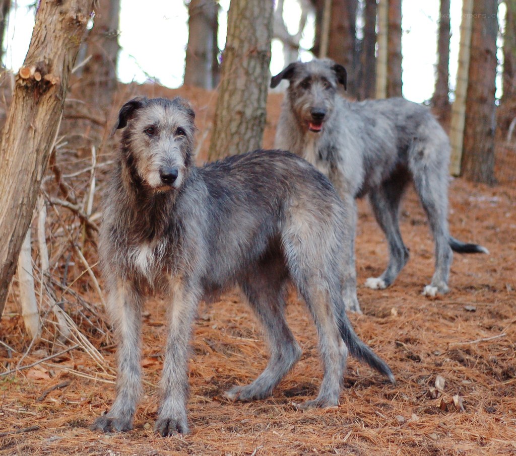 Two Irish Wolfhounds in the woods