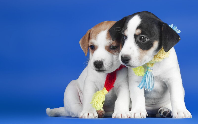 Two Jack Russell Puppies — Blue, Calm