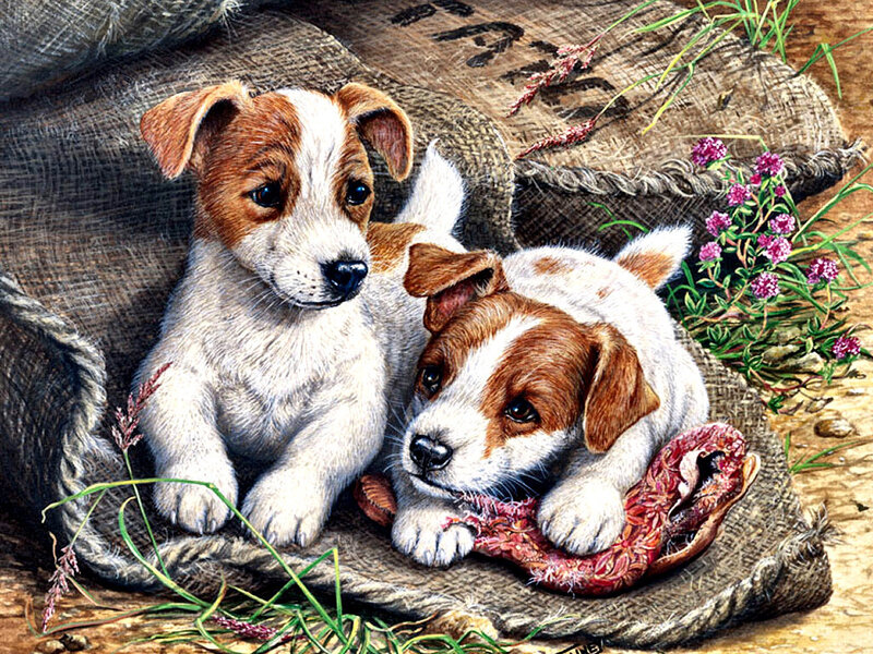 Two Jack Russell Puppies — Brown