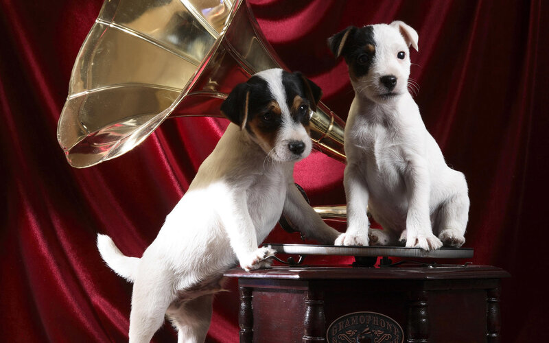 Two Jack Russell Puppies