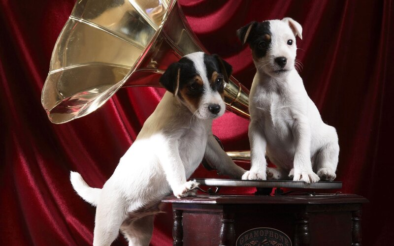 Two Jack Russell Puppies — White, Dramatic, Photograph