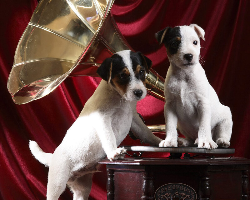 Two Jack Russell Puppies — White