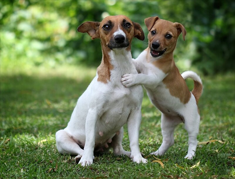 Two Jack Russell Terriers — Green