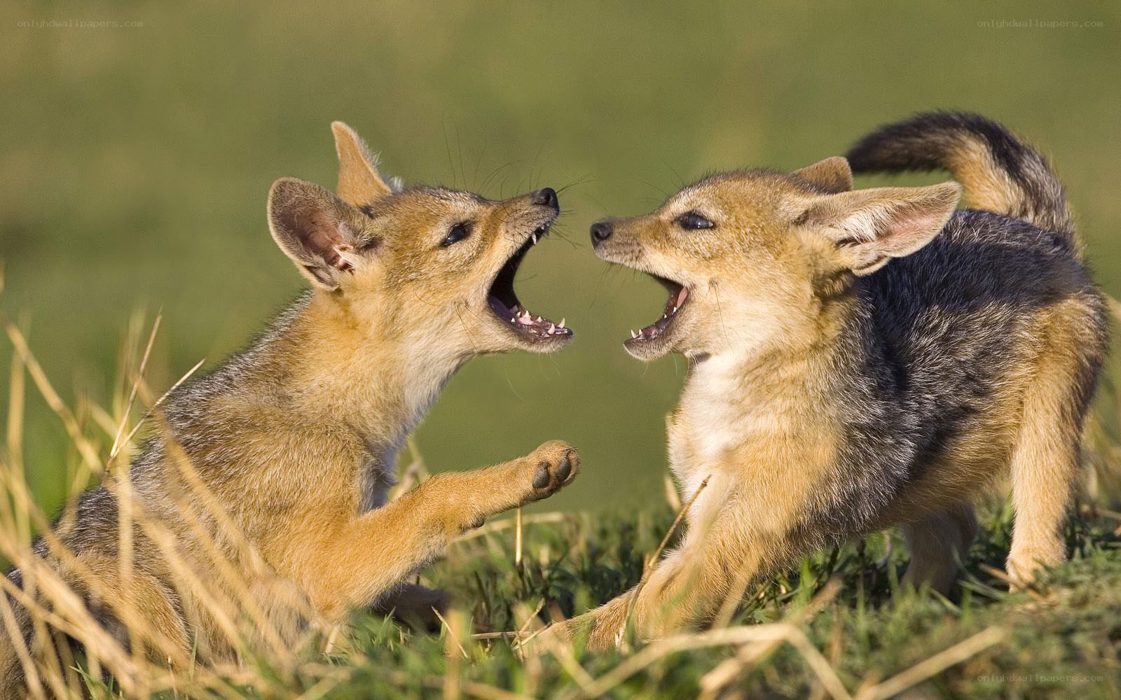 Two jackal pups playing