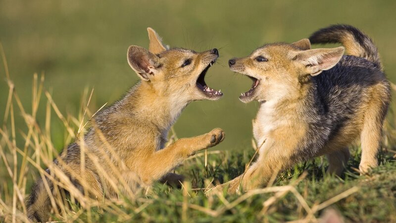 Two jackal pups playing
