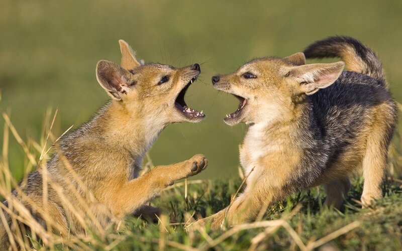 Two jackal pups playing