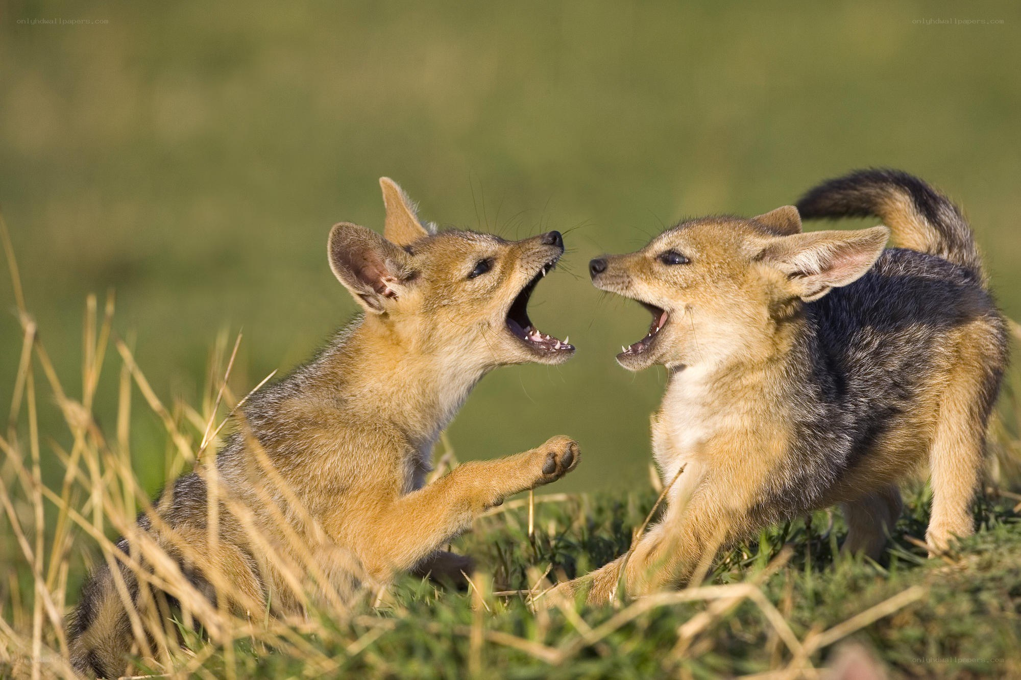 Two jackal pups playing