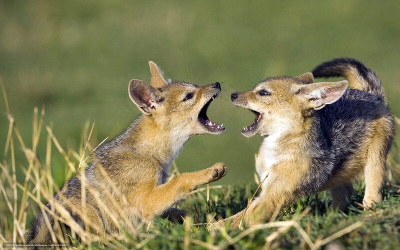 Two Jackal Pups Playing — Green