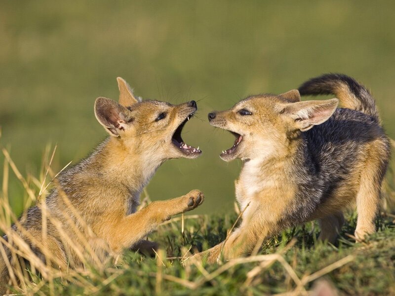 Two Jackal Pups