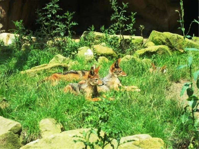 Two Jackals in Grass