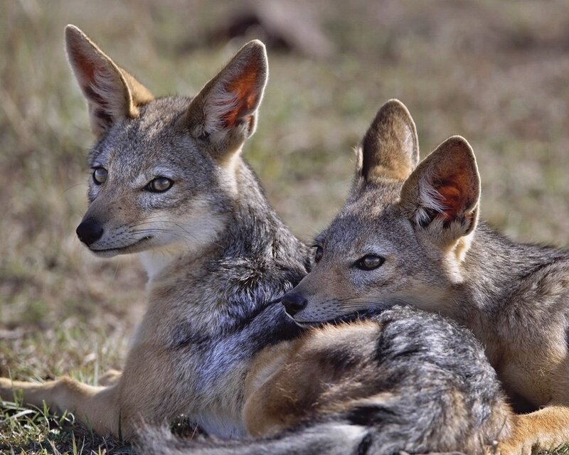 Two jackals resting together