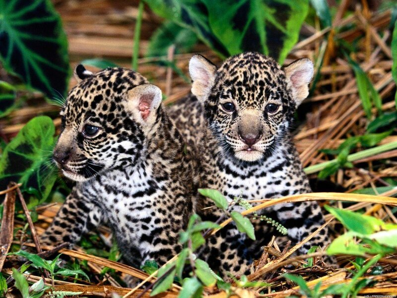Two Jaguar Cubs — Green, Natural, Photograph