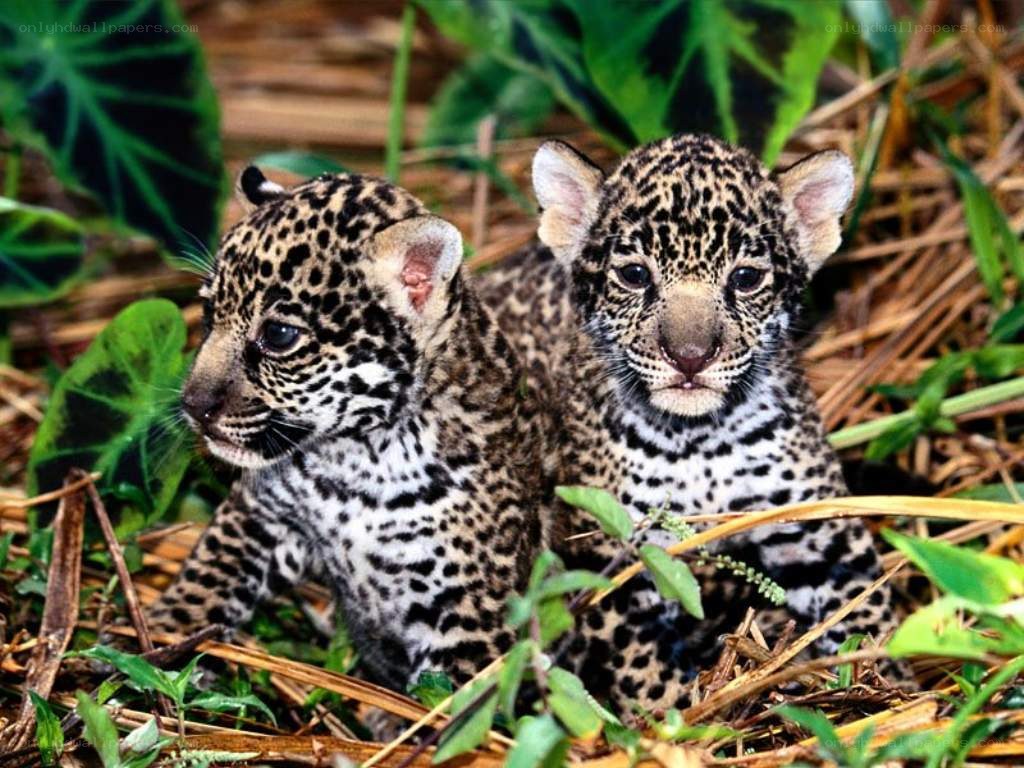 two jaguar cubs in foliage