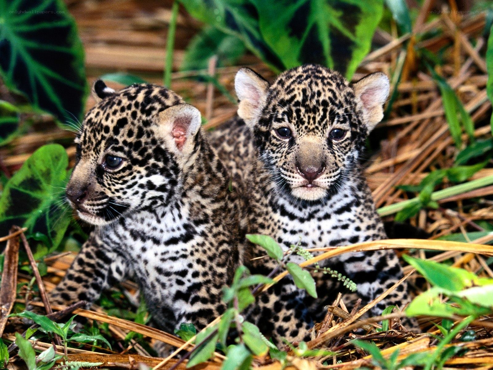 two jaguar cubs in foliage
