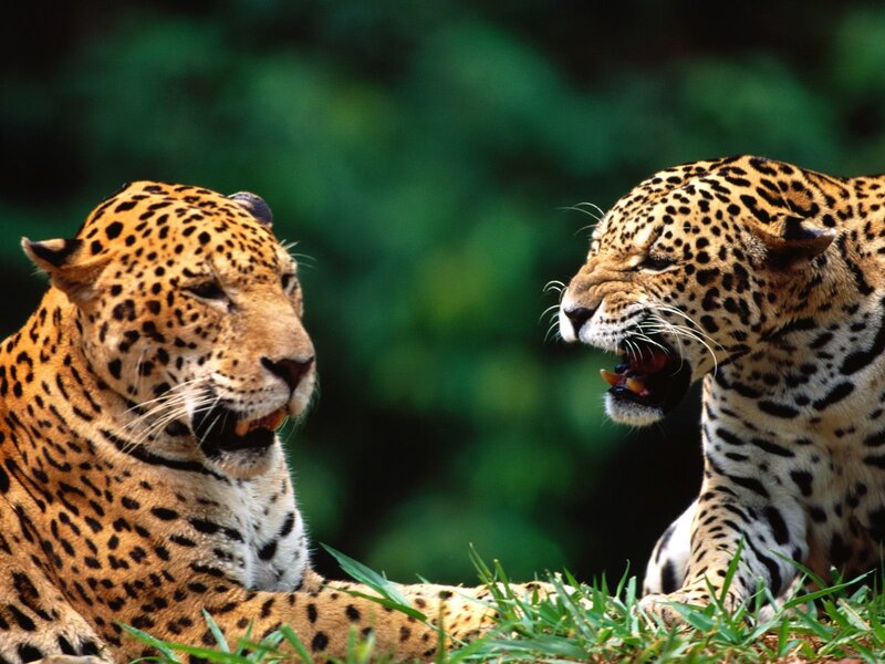 Two Jaguars Facing Each Other — Green