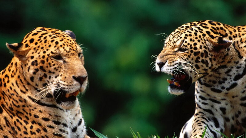 Two jaguars facing each other
