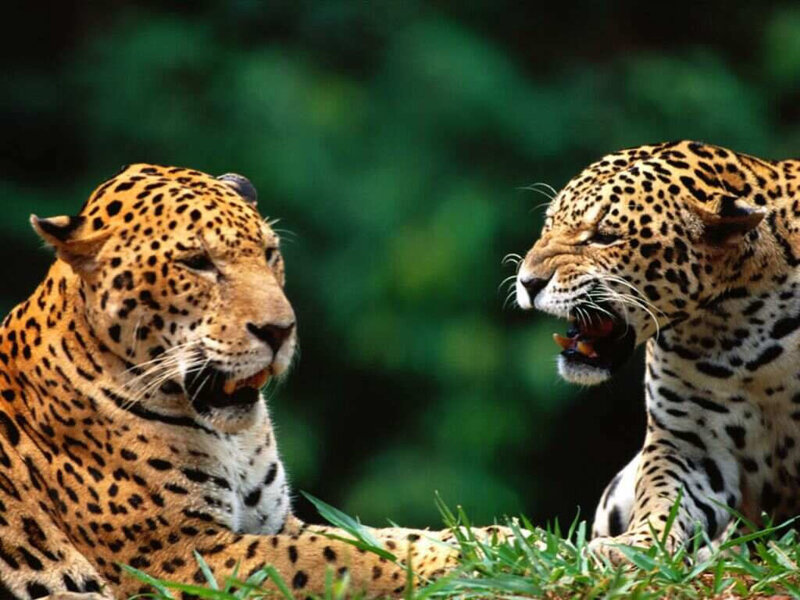Two Jaguars in Grass — Green, Intense