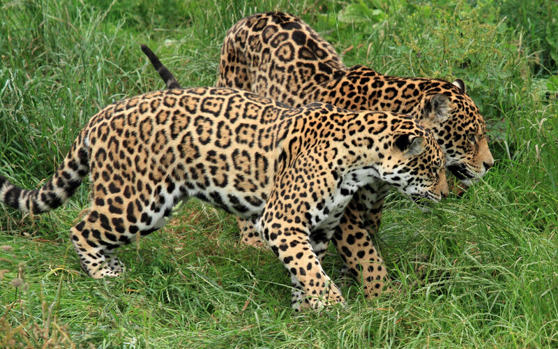 Two Jaguars in Grass