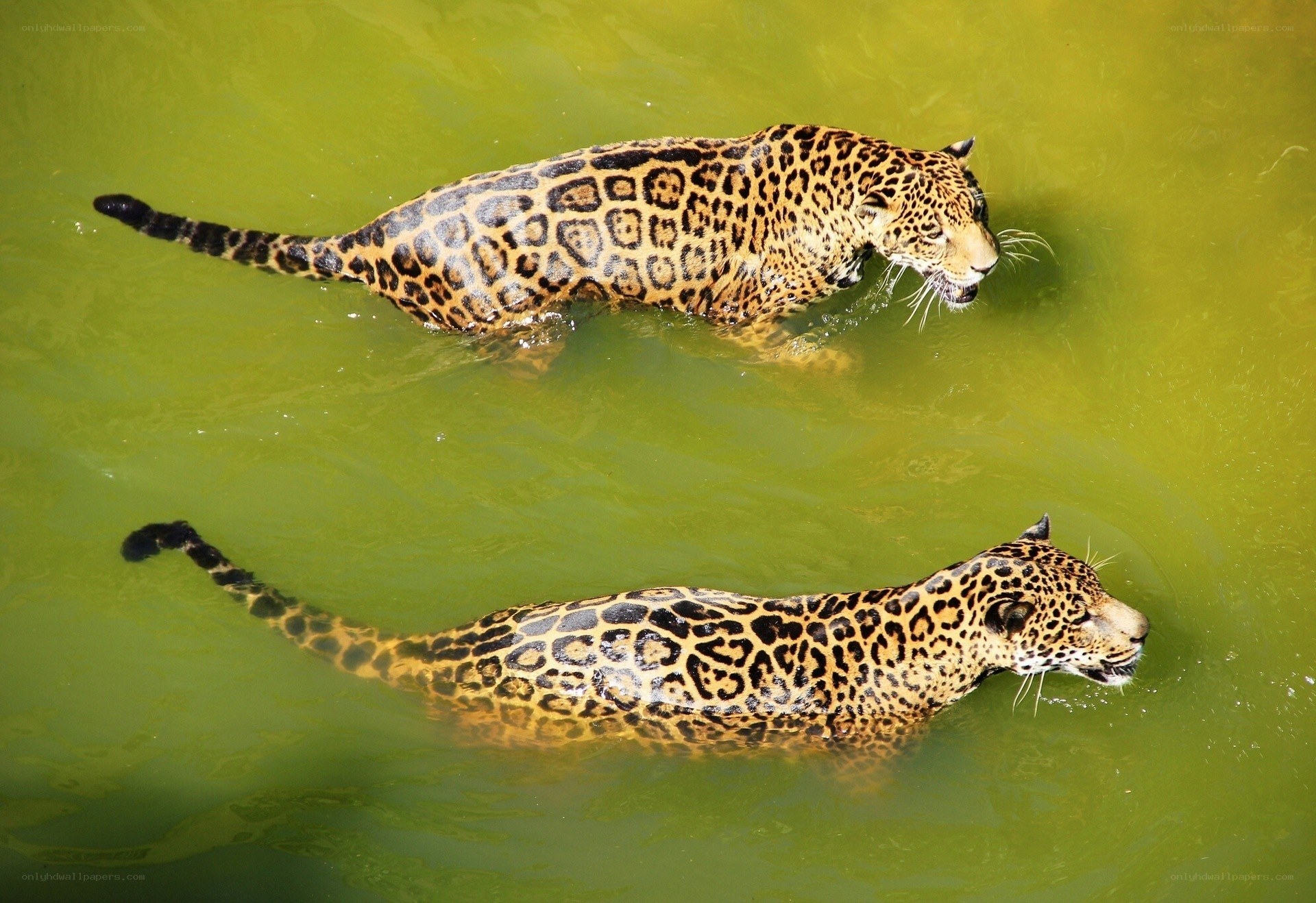 Two jaguars in green water