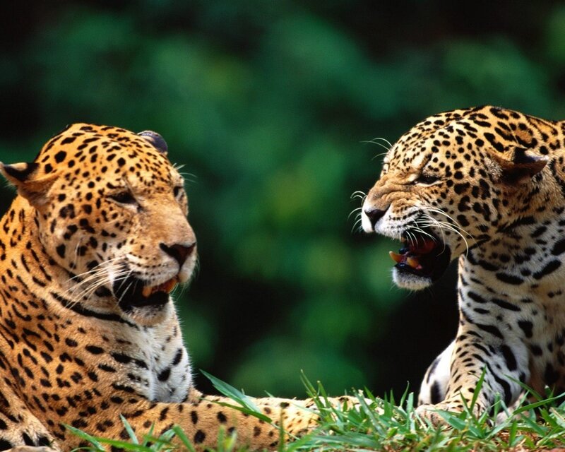 Two jaguars in the wild