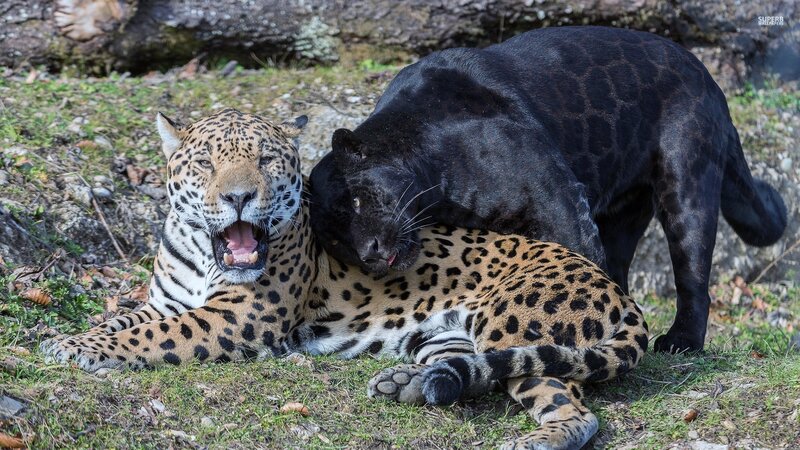 Two Jaguars Interacting — Black, Natural